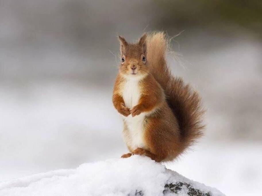 Red Squirrel Log Cabin With Hot Tub Keith Luaran gambar